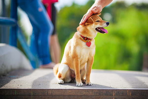新たに譲られた成犬でも躾は可能 まずはトイレと寝る場所から Newsポストセブン 新たに譲られた成犬でも躾は可能 まずはトイレと寝る場所から Newsポストセブン