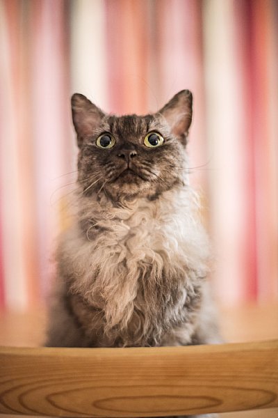 絶滅の危機から一転 日本生まれの猫が世界一になるまで Newsポストセブン Part 2