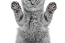 色々な人のゲン担ぎ23選 猫にハガキ踏ませ懸賞応募など