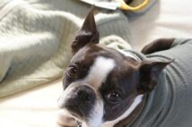 「ブルセラ症」って?獣医師も感染した動物由来の病気を解説
