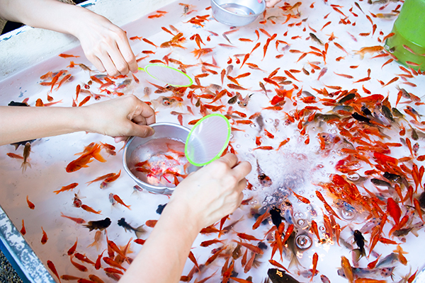 金魚 すくい の 金魚 種類