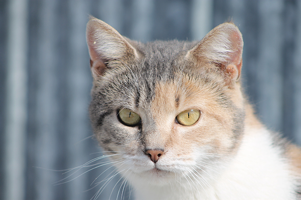 写真】幸福を呼ぶとされるオスの三毛猫、生まれる確率は3万分の1