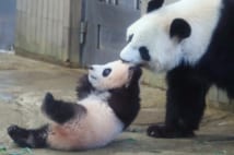 この年の6月、上野動物園でシャンシャンが誕生した(時事通信社)