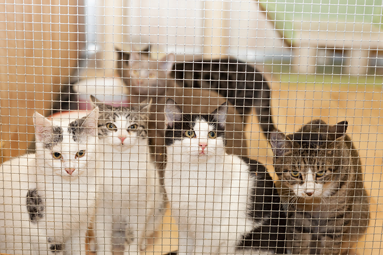 動物虐待を見かけた時に取るべき行動、ただしSNS投稿は危険｜NEWSポストセブン Part 2