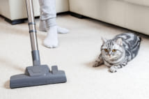 猫にストレスを感じさせる飼い主がやりがちなNG行動とは?(写真/Getty Images)