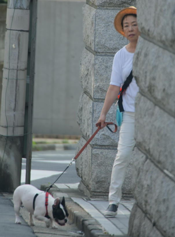 安藤優子アナの愛犬散歩姿 暑すぎて5分で帰宅 Newsポストセブン