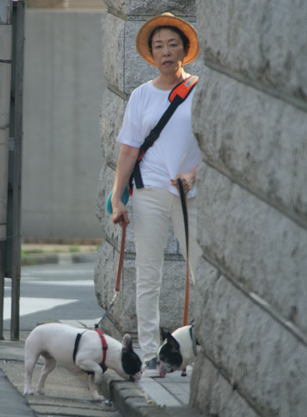 安藤優子アナの愛犬散歩姿、暑すぎて5分で帰宅｜NEWSポストセブン