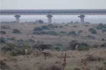 サバンナを突っ切る“中華鉄道”の高架橋。手前には野生のキリン(撮影:安田峰俊)