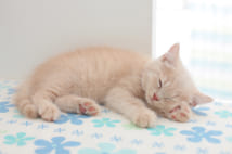 猫の睡眠スタイルは横向きが一般的。性格に関係なく、安心できる場所であれば、どの猫でもこの寝相をとるという(Ph:Getty Images)
