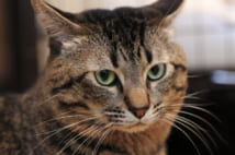 猫と犬、より癒やされるのはどっち?