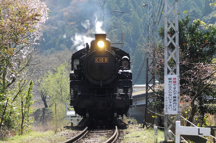 大井川鉄道では毎日、SLが運行されている。