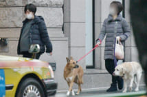 愛犬・アリス(右)の散歩は、”第三者”が